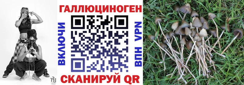 Галлюциногенные грибы Psilocybine cubensis  Купить закладки  Камызяк 