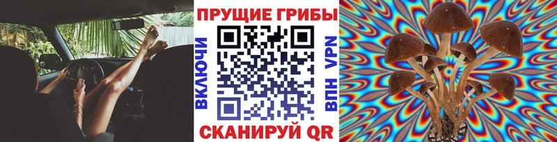Псилоцибиновые грибы Psilocybine cubensis Камызяк